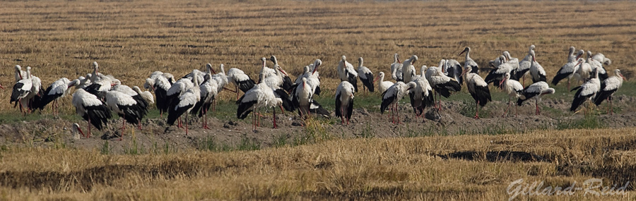 storks