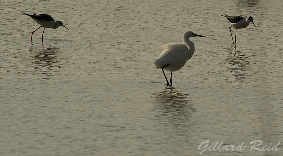 egret