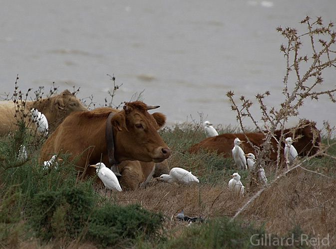 cattle egrets