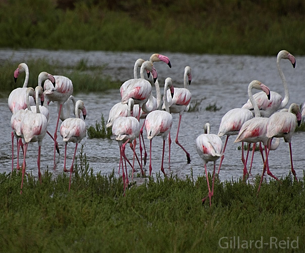 flamingos