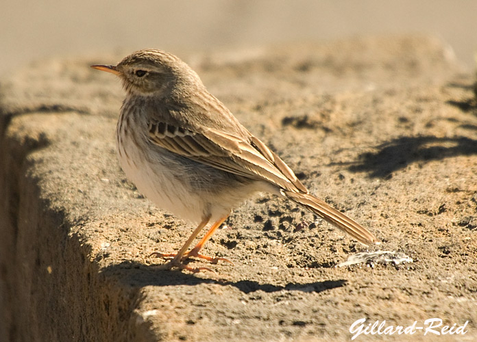 berthelot's
          pipit