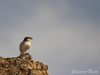 canaries shrike photo