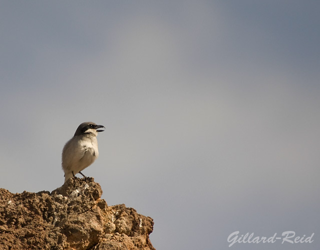 shrike