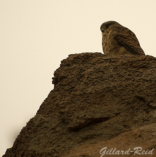 kestrel photo