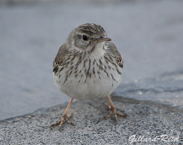 berthelots
          pipit