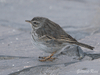 berthelots pipit