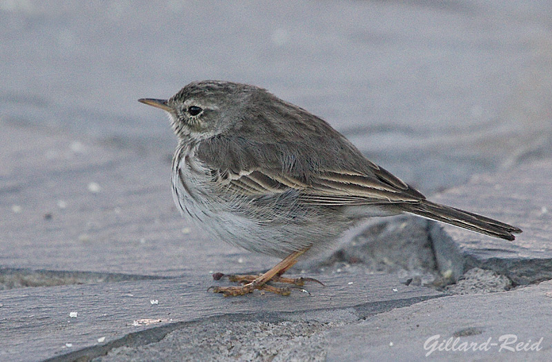 berthelot's
          pipit