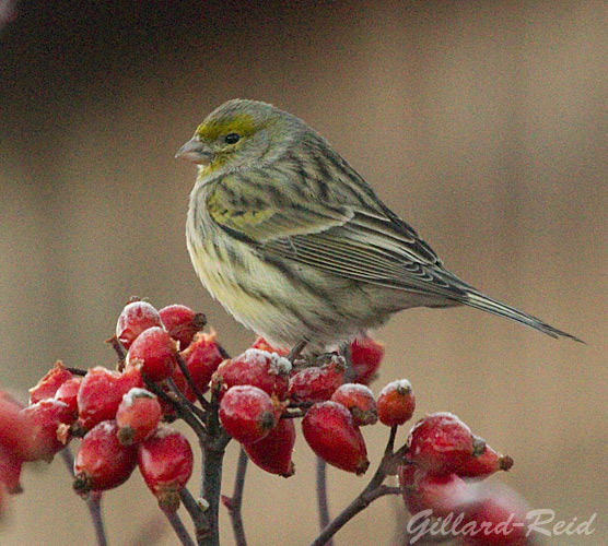 canary