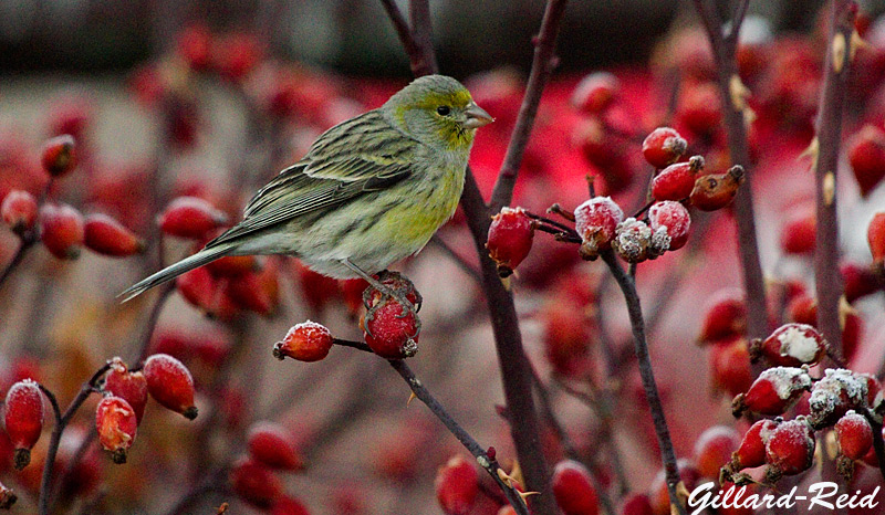 canary photo