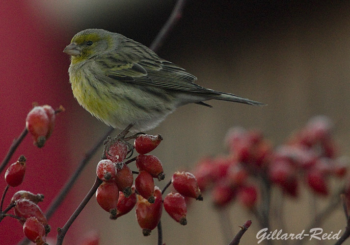 canary