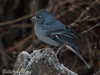 berthelots pipit