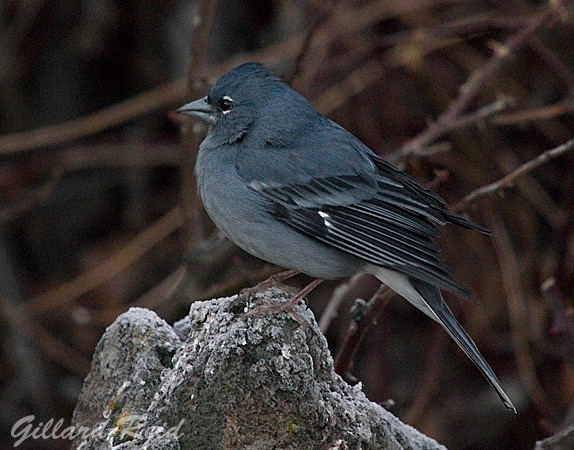 blue chaffinch