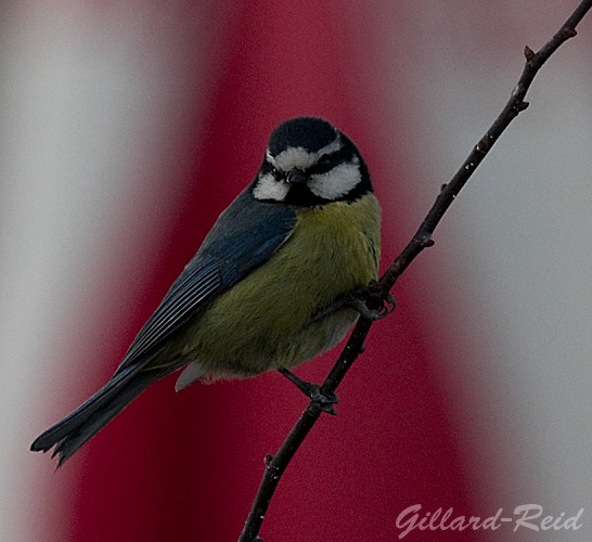 canary islands
          blue tit