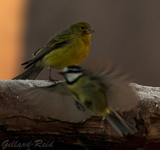 canary and blue
          tit