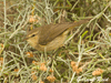 canaries chiffchaff photo