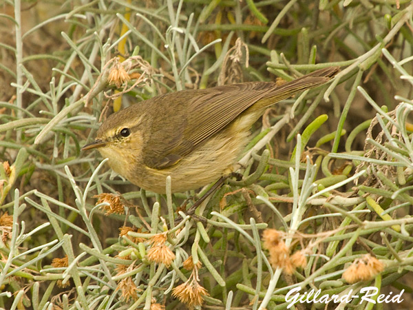 canary islands
          chiffchaff