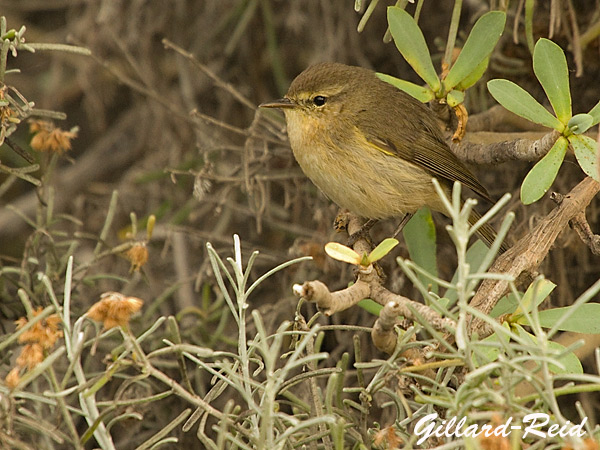 canary islands
          chiffchaff photo