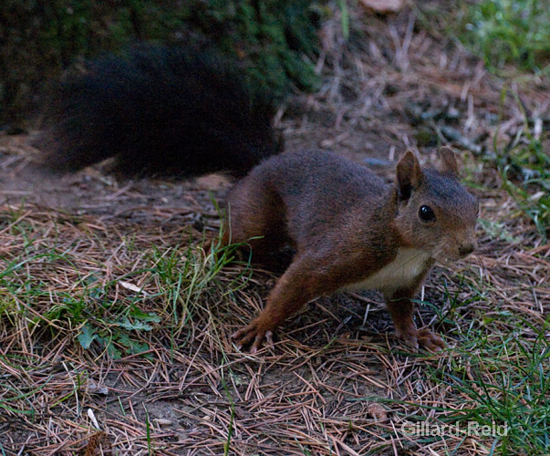 red squirrel