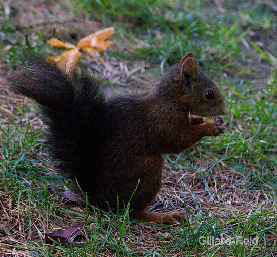 red squirrel