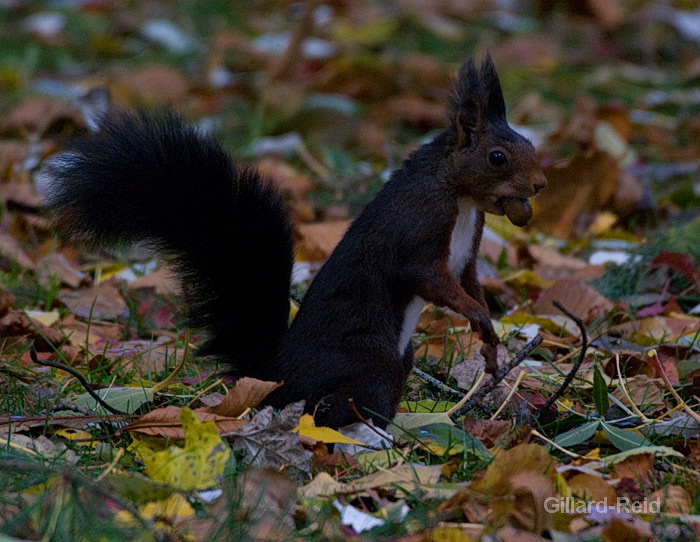 red squirrell
