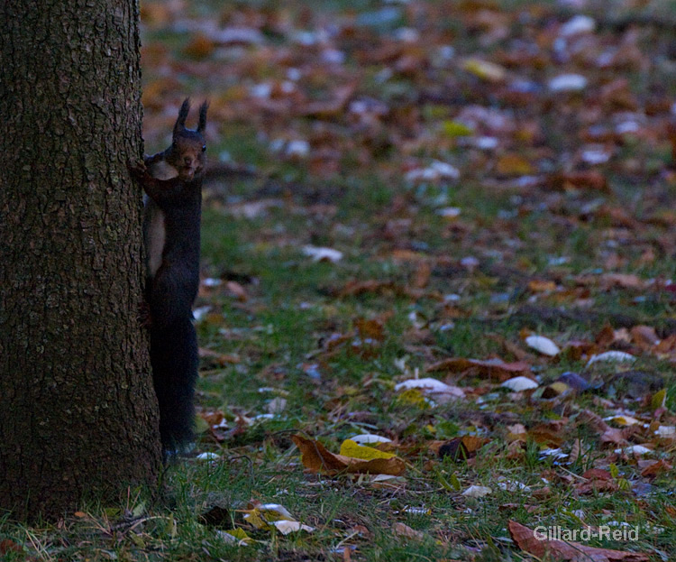 red squirrel