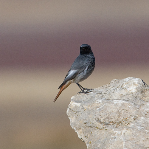 black redstart