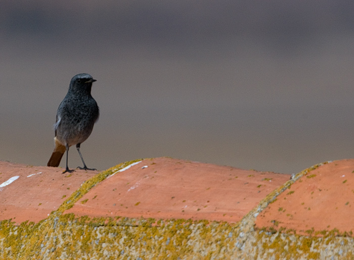 black redstart