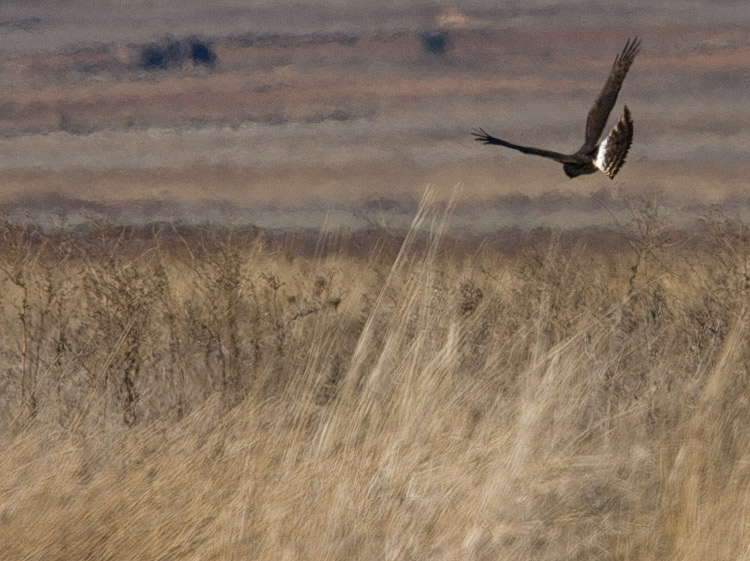 marsh harrier