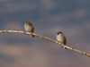 tree sparrows