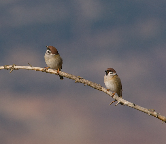 tree sparrows