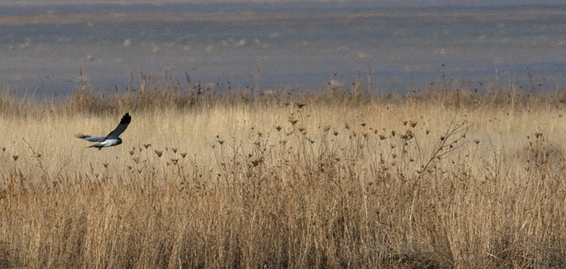 tree sparrows