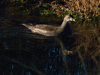 water rail