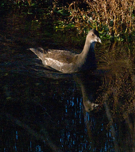 water rail