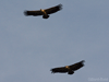 griffon vultures