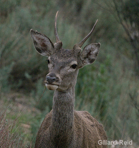 red deer