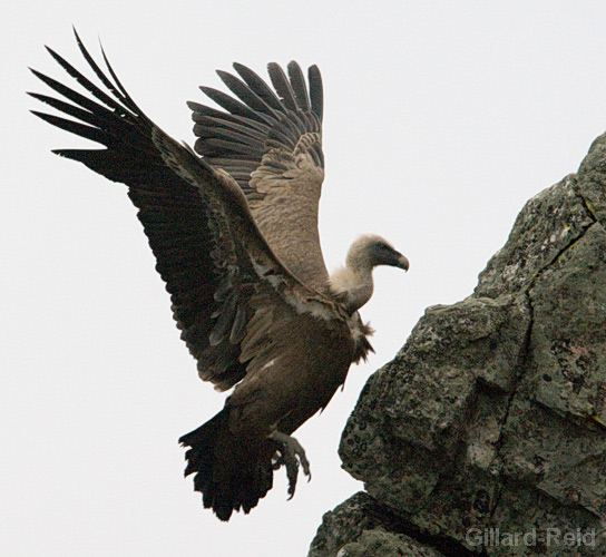 griffon vulture