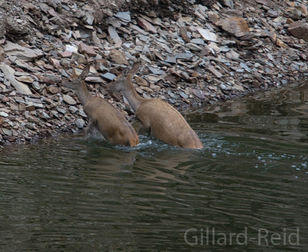 red deer