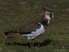 lapwing