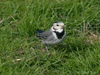 white wagtail