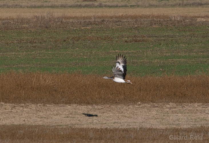 bustard