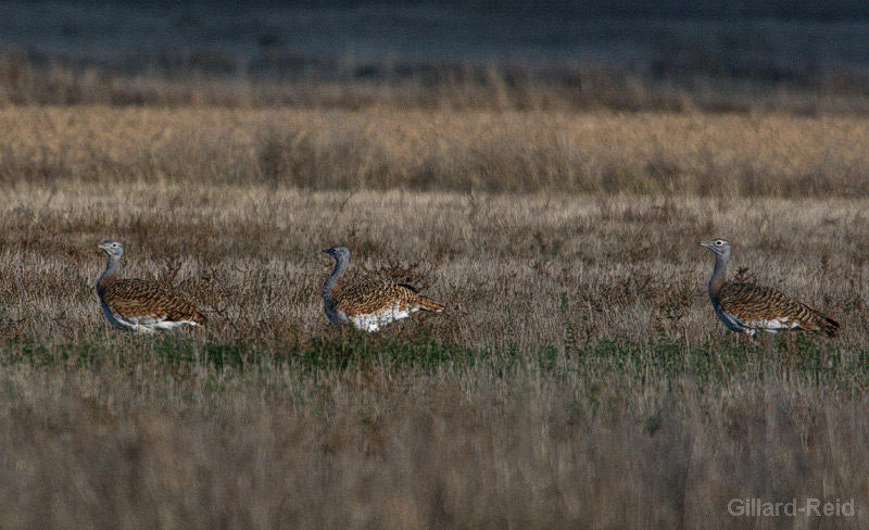 great bustard