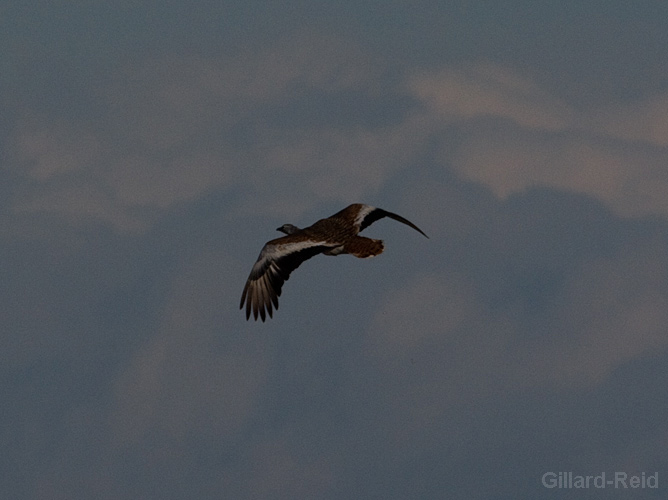 great bustards