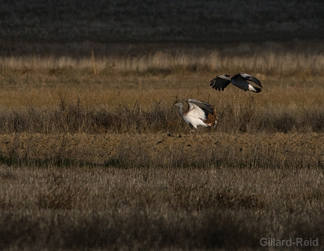 bustards