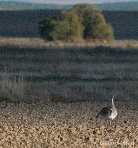 bustard