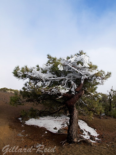 iced tree