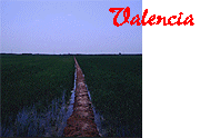Ebro delta rice paddy